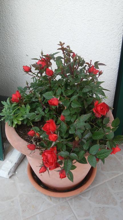 Vrsine Country House Rusula מראה חיצוני תמונה