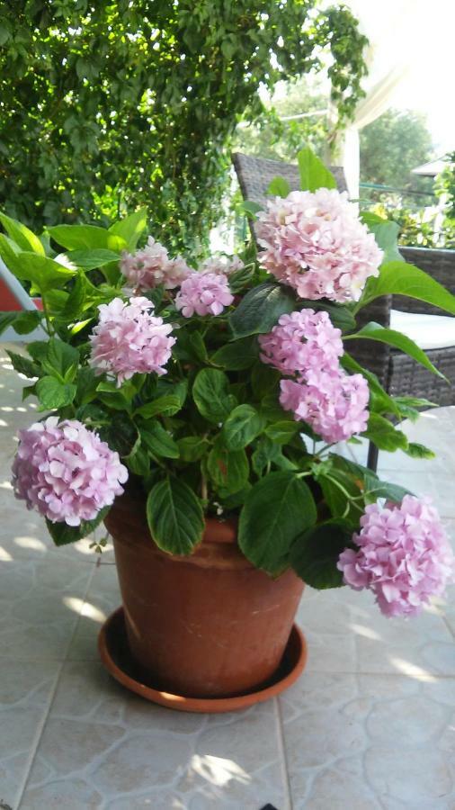 Vrsine Country House Rusula מראה חיצוני תמונה
